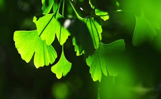 银雀·诗歌 | 沂蒙,沂蒙(组诗)