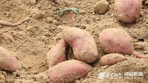 亩产6000斤！临沭青云镇万亩地瓜开收