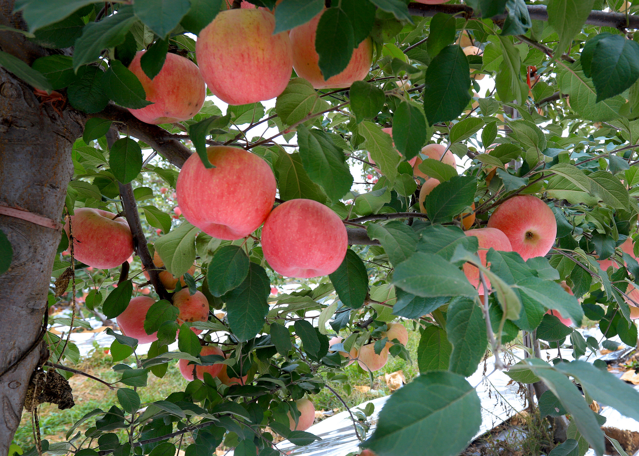 苹果树苹果果实摄影图高清摄影大图-千库网