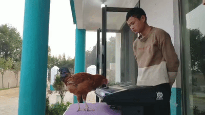 大学教师教公鸡弹琴 公鸡中的