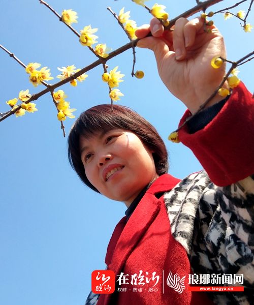 郯城:腊梅花盛开 春天气息浓-在临沂