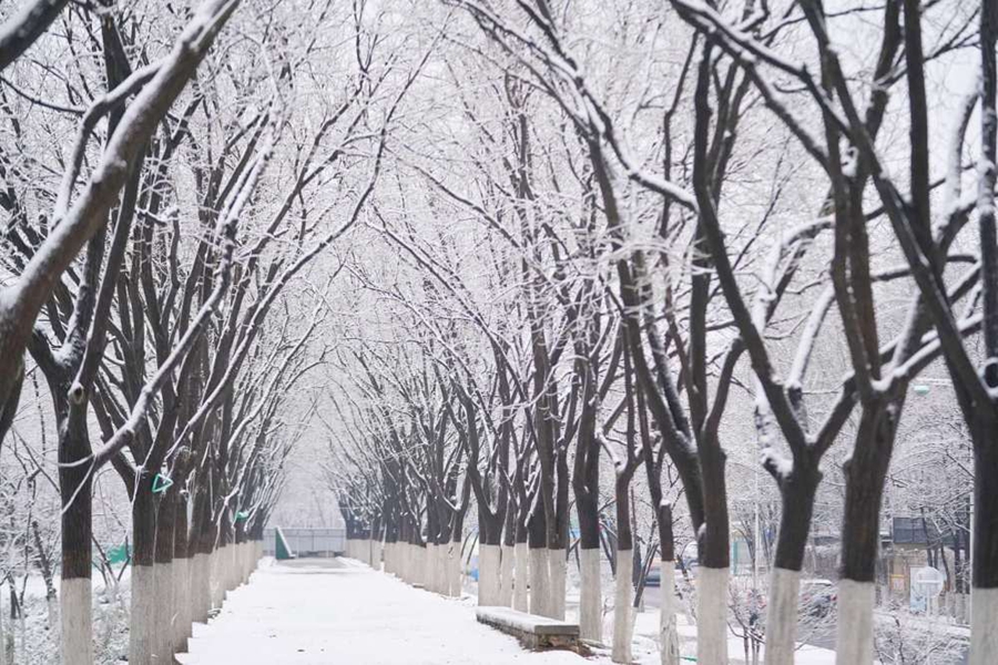 一觉醒来北京又下雪了雪景图新鲜出炉