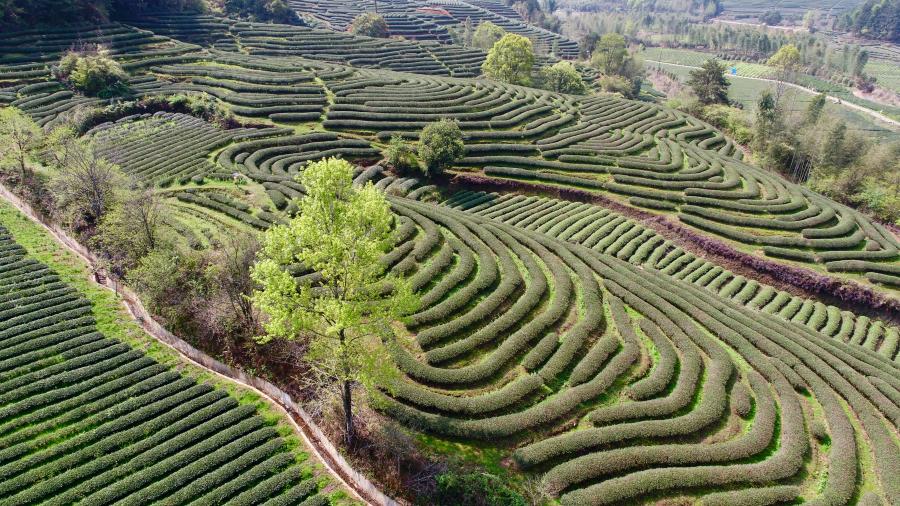 无人机镜头下的燕子窠生态茶园.新华社记者 姜克红 摄