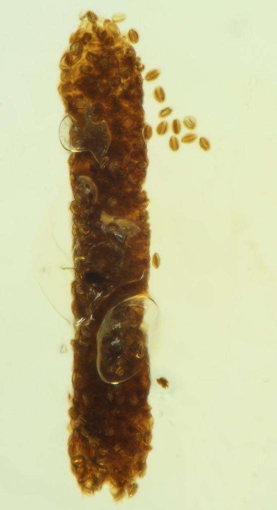 科学家发现1亿年前昆虫粪便化石