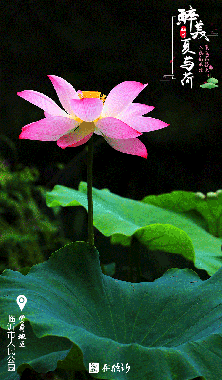 醉美临沂夏与荷 赏荷地图莫错过
