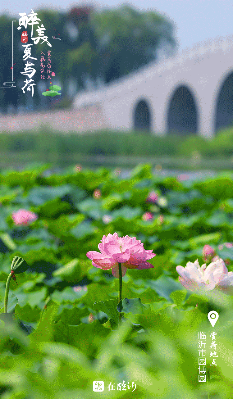 醉美临沂夏与荷 赏荷地图莫错过