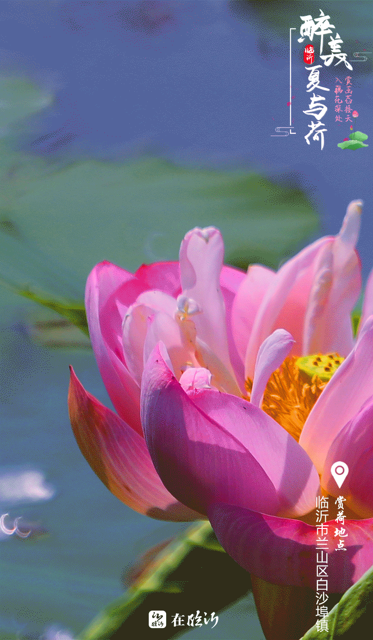 醉美临沂夏与荷 赏荷地图莫错过