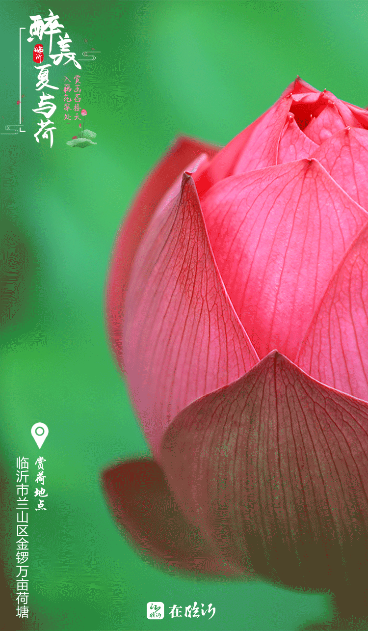 醉美临沂夏与荷 赏荷地图莫错过