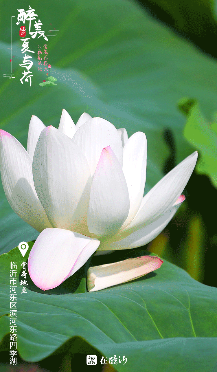 醉美临沂夏与荷 赏荷地图莫错过