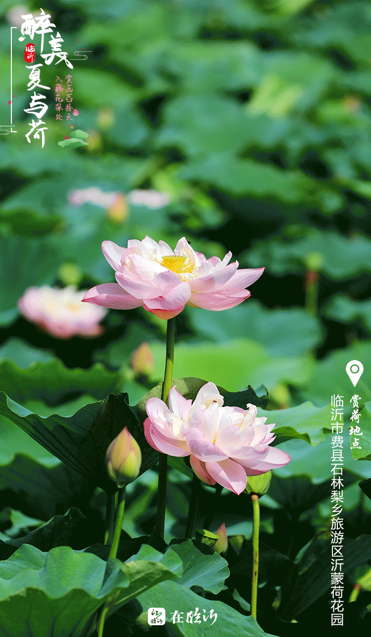 醉美临沂夏与荷 赏荷地图莫错过