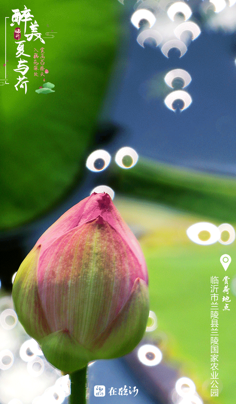 醉美临沂夏与荷 赏荷地图莫错过