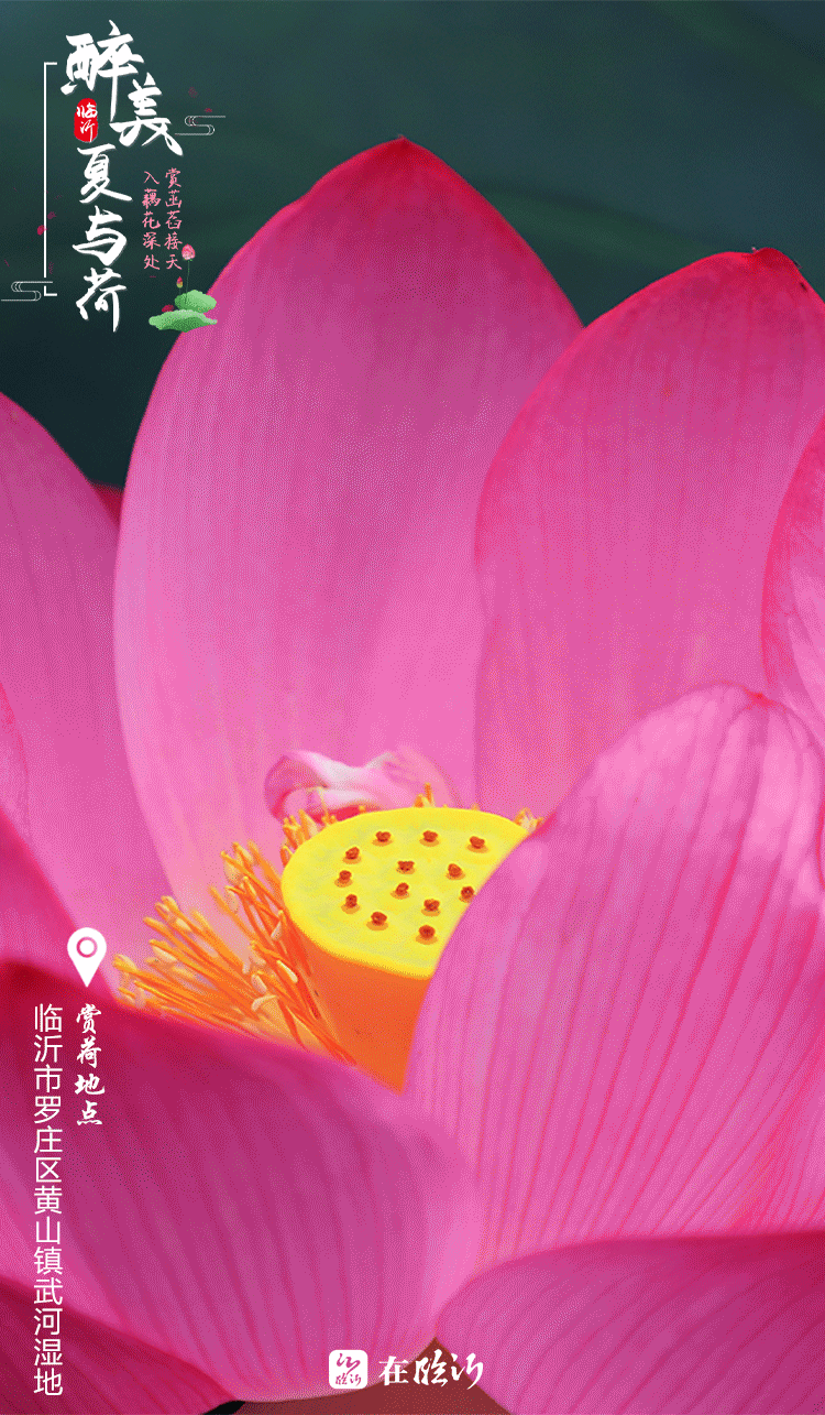 醉美临沂夏与荷 赏荷地图莫错过