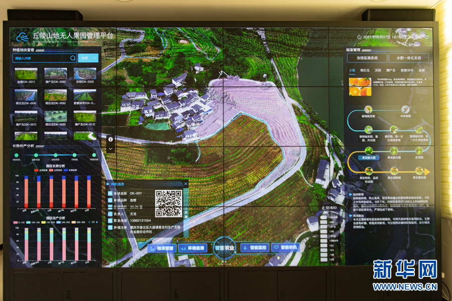 走进数字乡村慧种树的山地无人果园长什么样