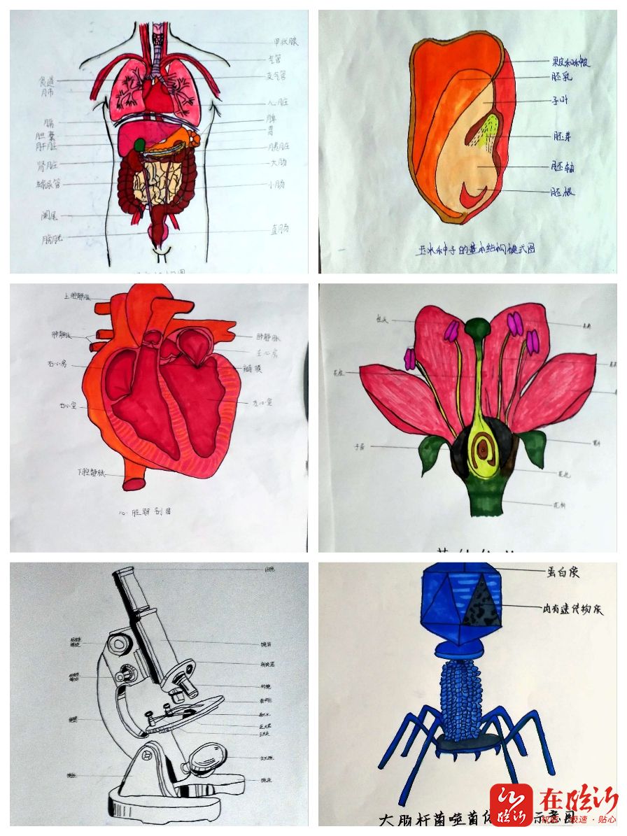 绘生物本质悟生命瑰丽临沂新桥中学开展生物创新绘图竞赛活动