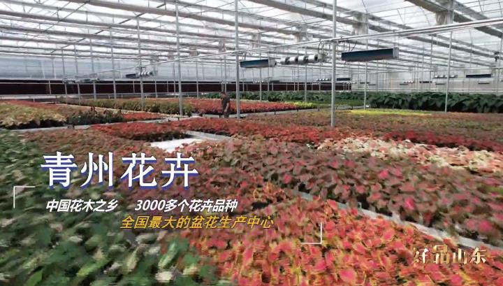 青州花卉莱阳梨峄城石榴来山东这些带回家