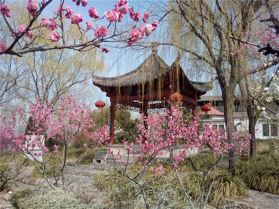 琅琊新聞網訊 沂水雪山梅園坐落在山東省沂水縣風景秀麗的雪山風景區