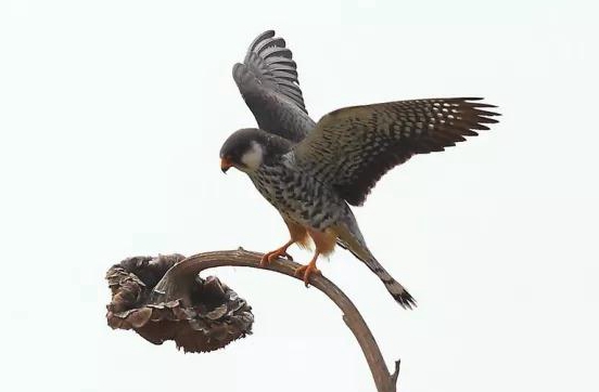 蟠蜿,天马半汉",龙雀指秦汉神话传说中的风神"飞廉",但因龙雀鸟身鹿头