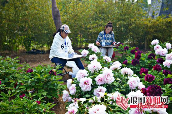 以牡丹为媒聚四方人杰临沂市民享牡丹文化节盛宴