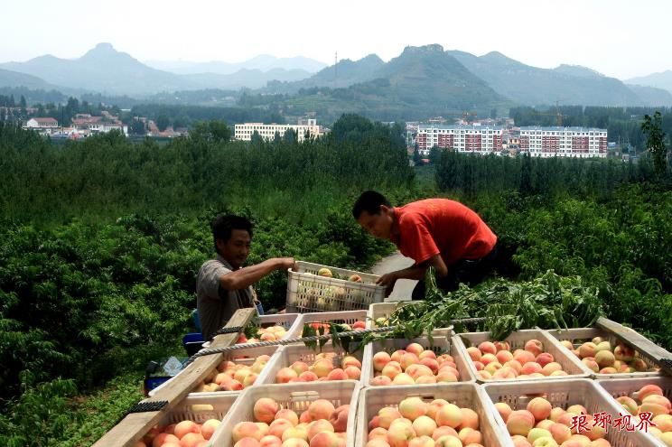 为此,刘宗路按照基地 农户 合作社 市场的模式,规划建设了蒙阴野店