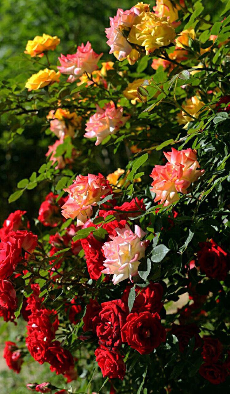 用心浇灌绽放最美月季花记临沂市风景园林高级工程师袁蕾