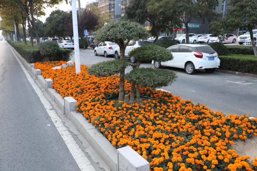 兰山区园林中心对金雀山路,蒙山大道路以西的绿化带进行"微景观"打造.