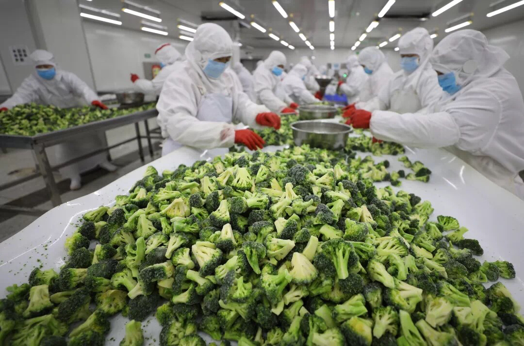 沂南开足马力速冻蔬菜加工忙