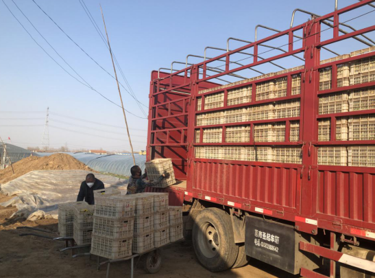 莒南县薛家窑村鲜花运输忙疫情防控格外香