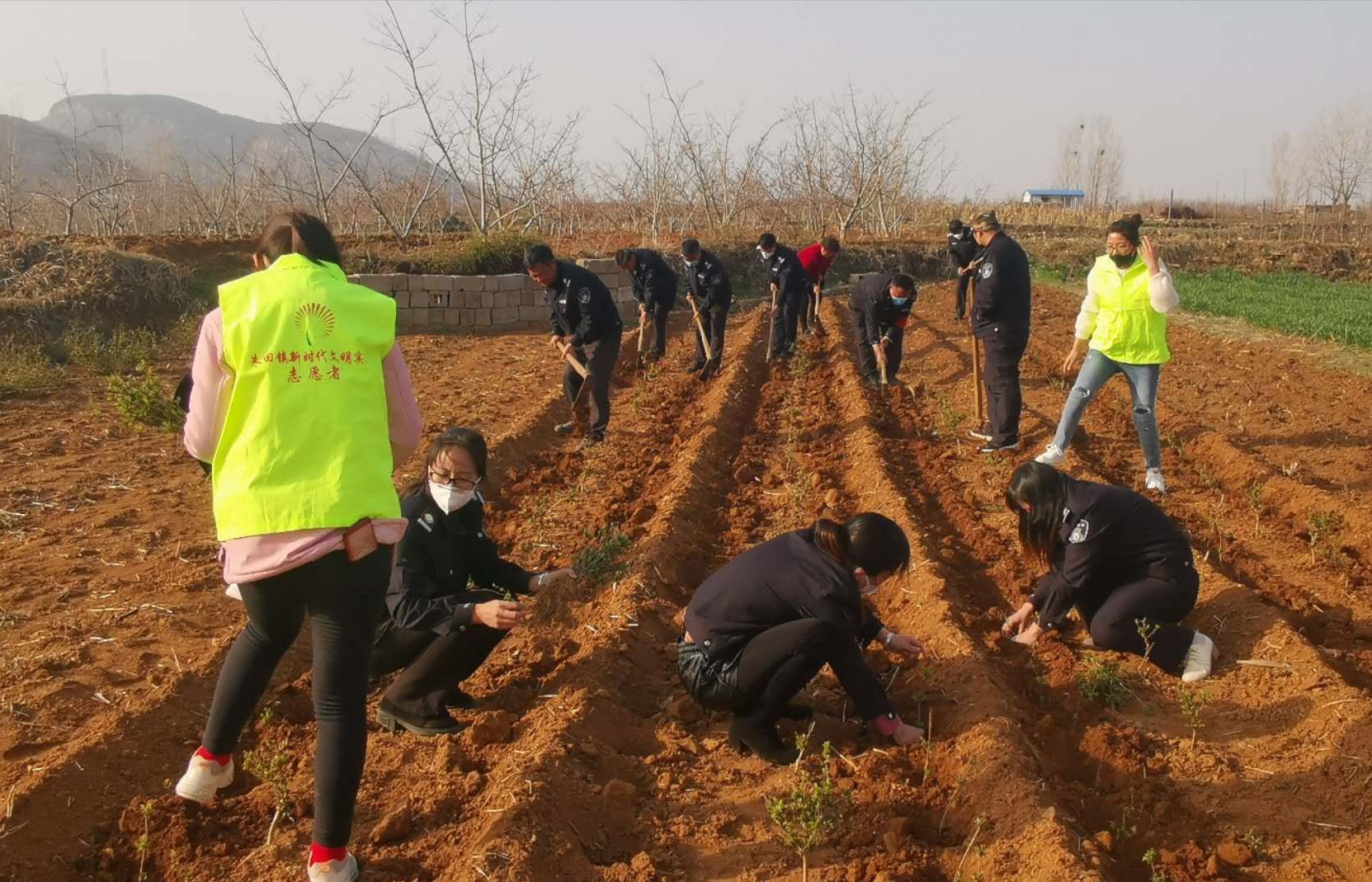 費縣朱田鎮發揮網格志願力量小小金銀花開滿山坡