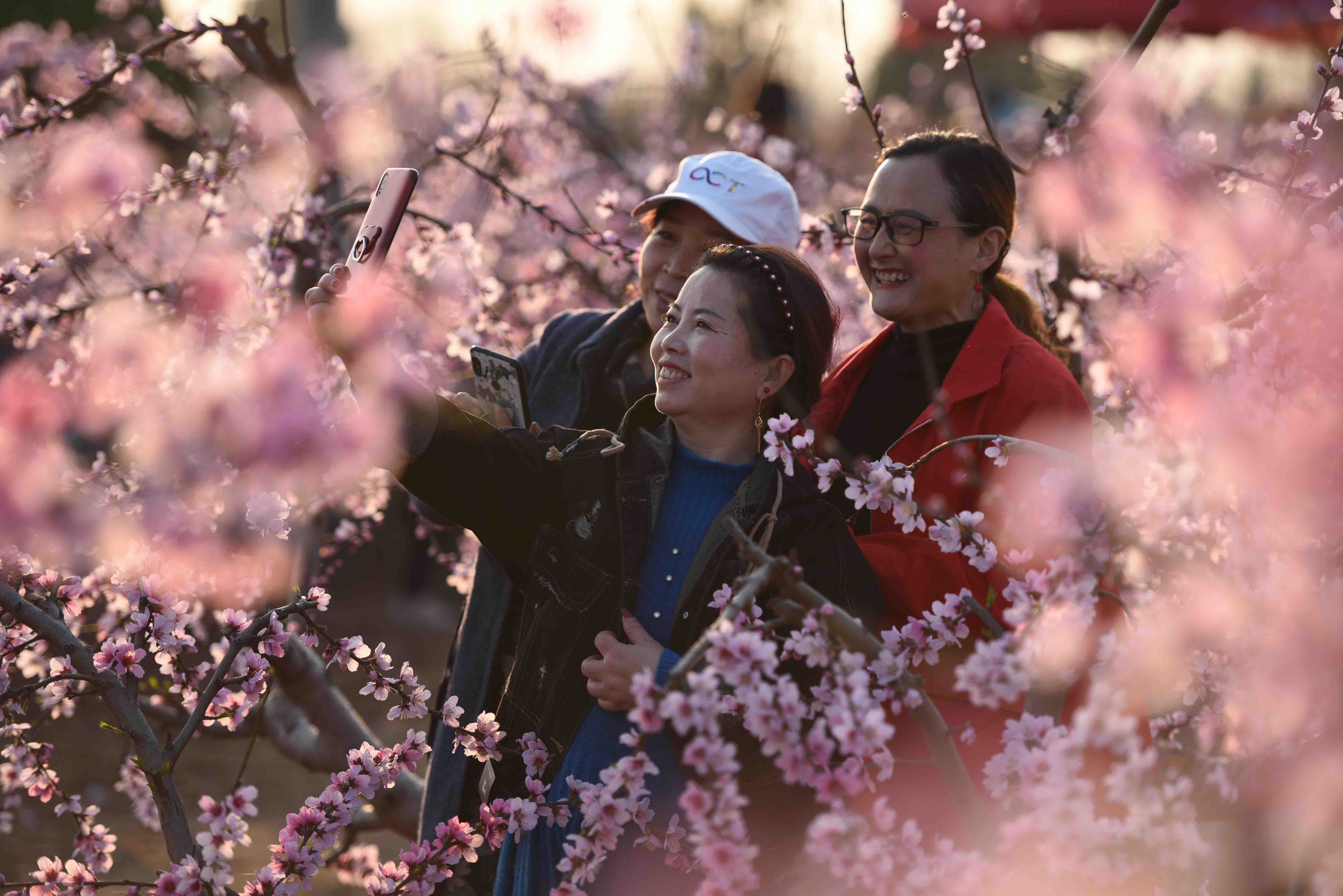 城前兰陵古城桃花节图片