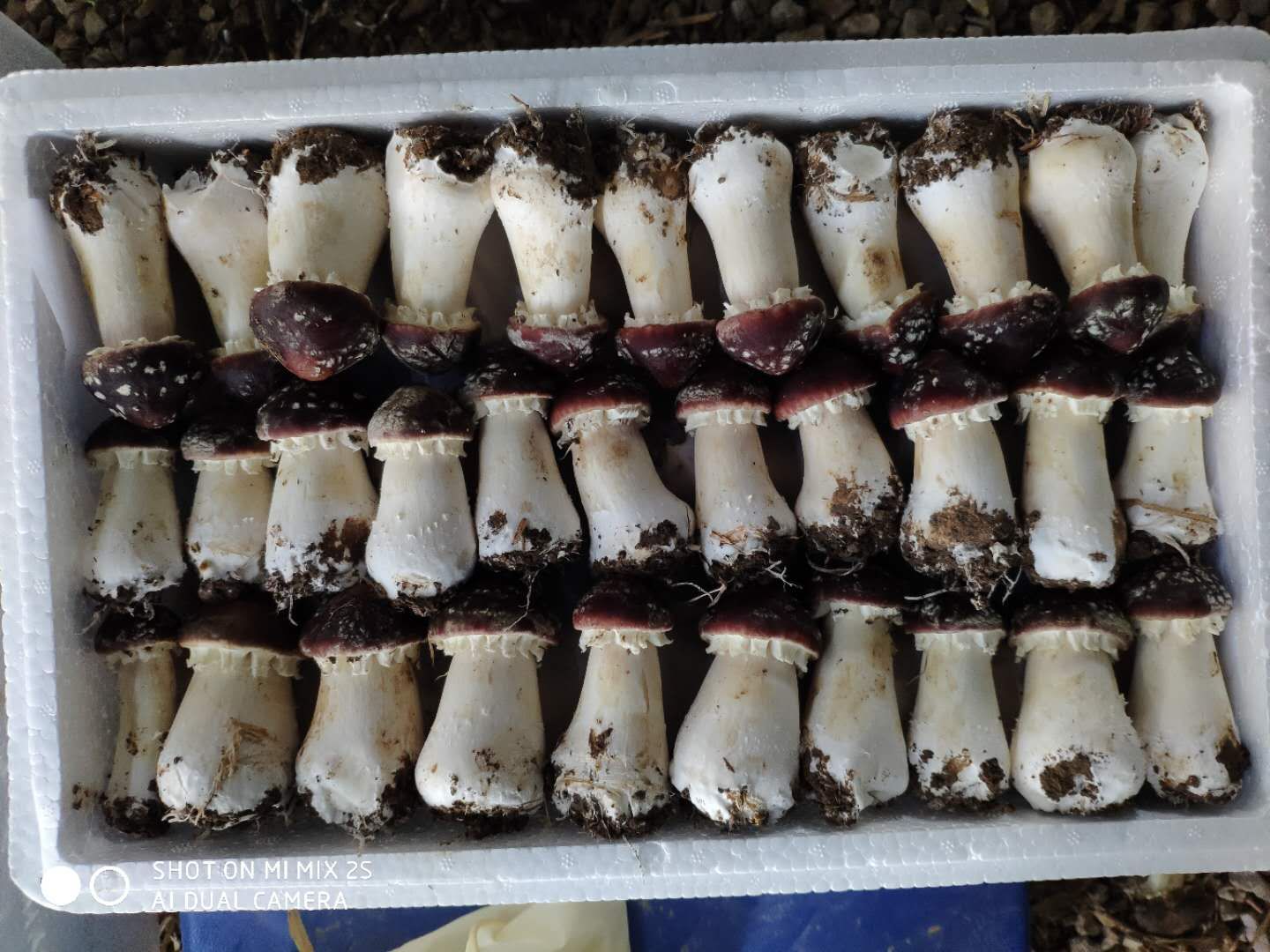 临报优品丨急急急罗庄区王庄村赤松茸滞销这可是菌中之王啊