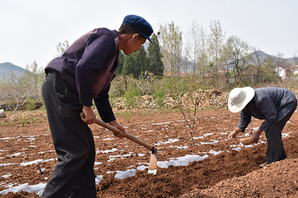 岱崮花生播种正当时