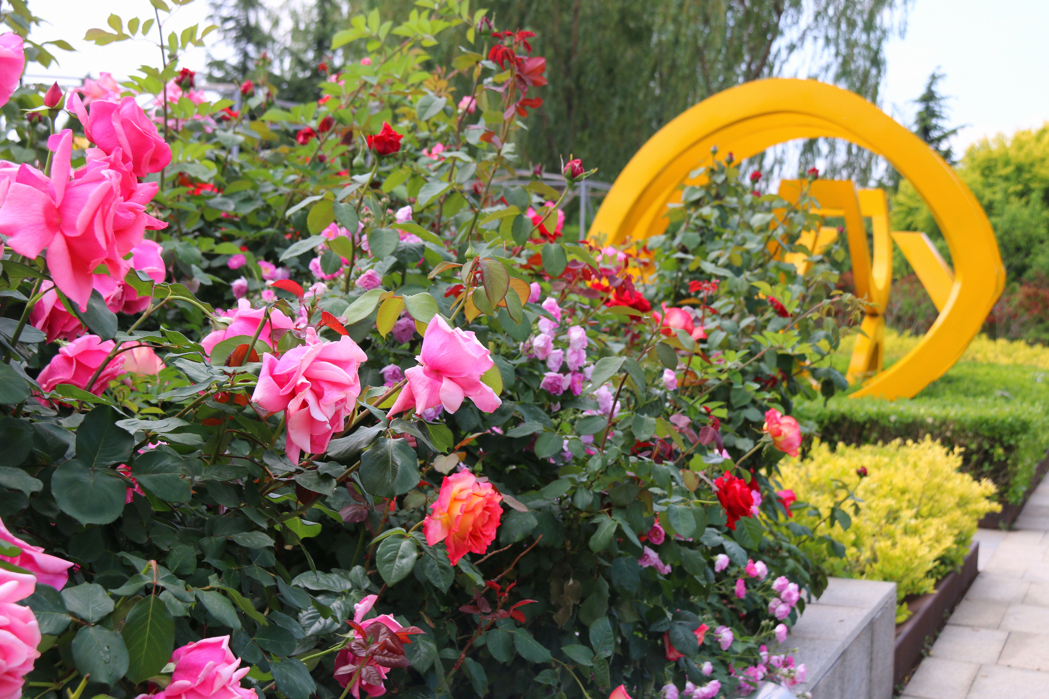 花气袭人临沂雕塑公园第一茬月季已绽放