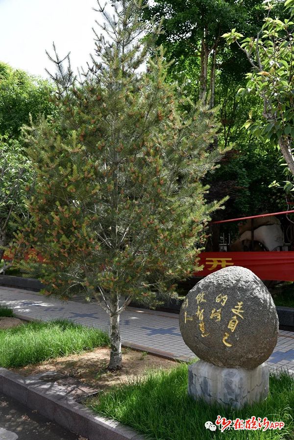 毕业纪念树蒙阴一中2017届学子毕业纪念