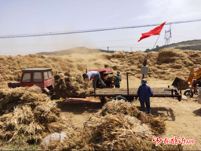 费城街道小麦免费脱粒乐了百姓美了环境