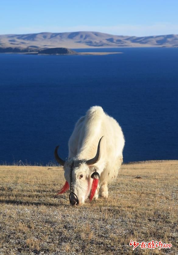 青海省海北州向临沂捐赠12头白牦牛 "友谊使者"已