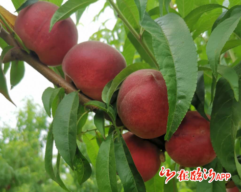 沂蒙山水蜜桃成熟季节图片