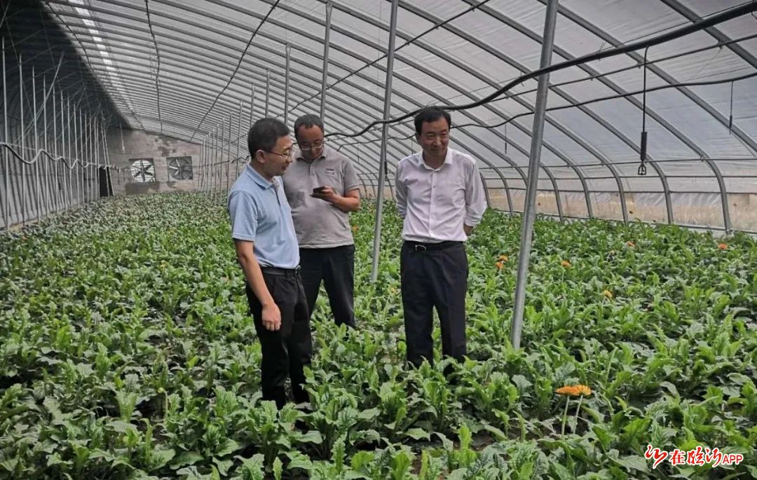 劉健銘部長依次來到義誠食品加工車間項目,圩子菊花大