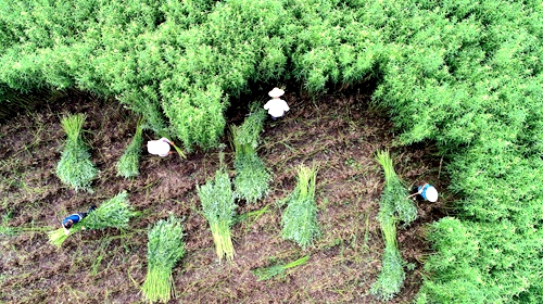 山东郯城10万亩杞柳丰收航拍组图