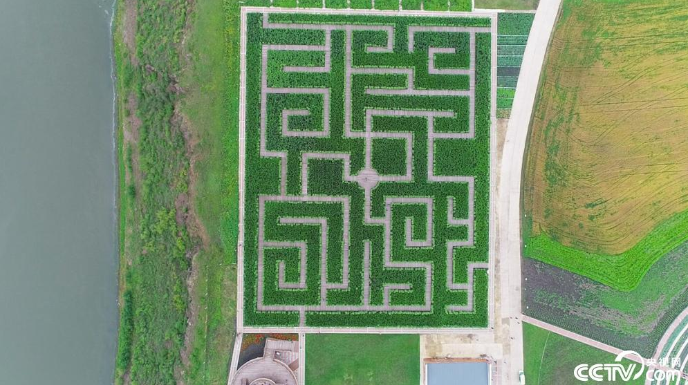 明):盛夏是中俄界河河畔的奥洛契庄园最美的时节,向日葵迷宫引人入胜