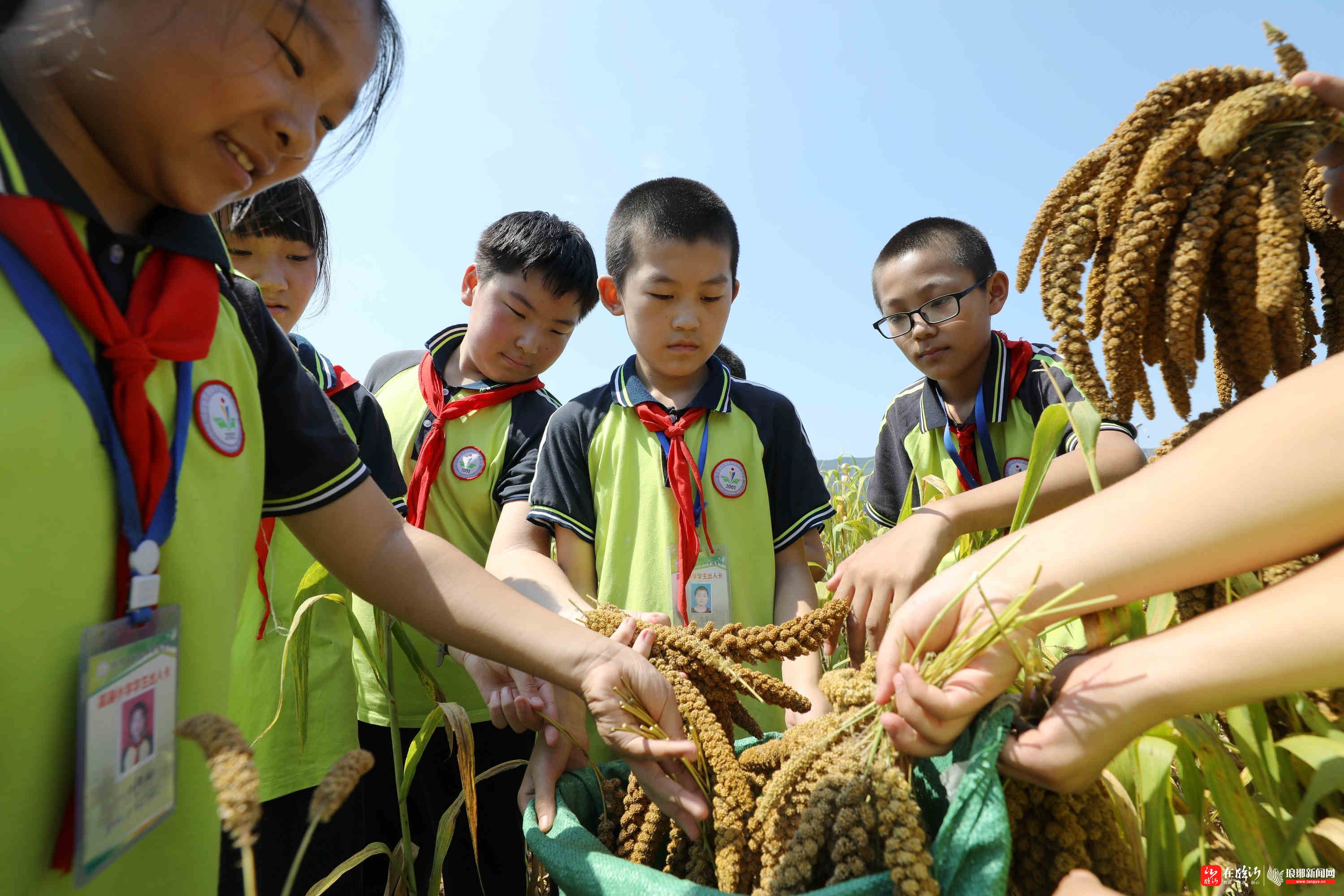 88秒沂南小学生收谷子学农事