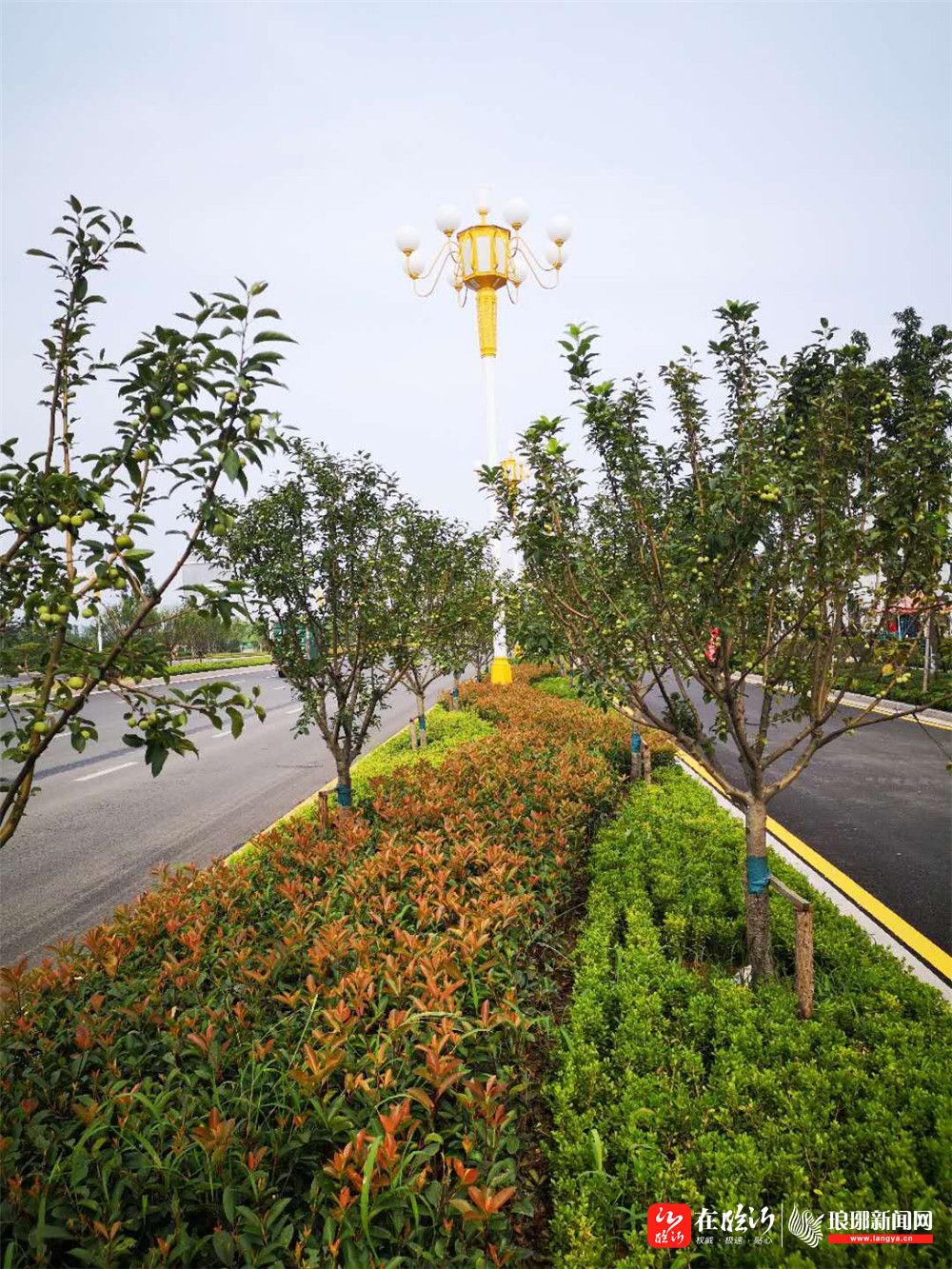 漂亮湖北路景观绿化长廊项目即将竣工