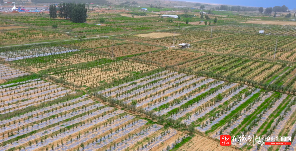 67山东兰陵新兴镇打造田园综合体助力乡村振兴