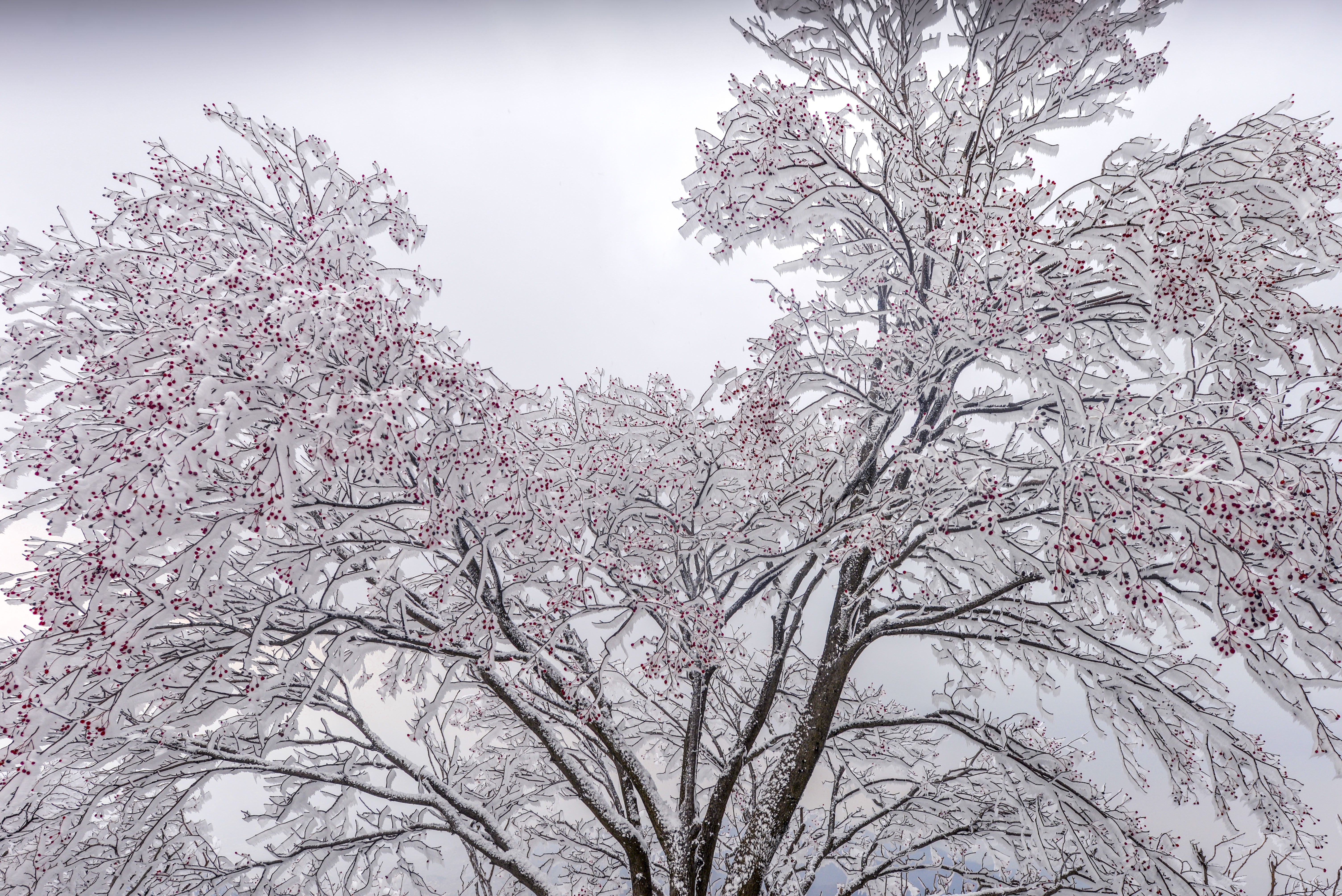 下雪啦!蒙山迎来入冬第一场雪