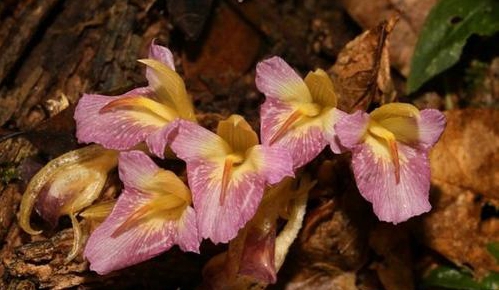 中国植物学家在云南发现植物新种紫唇姜