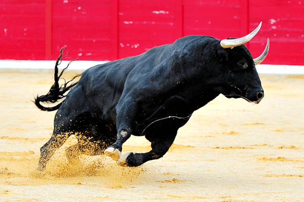 双语硕硕说happychinese牛niuyearox