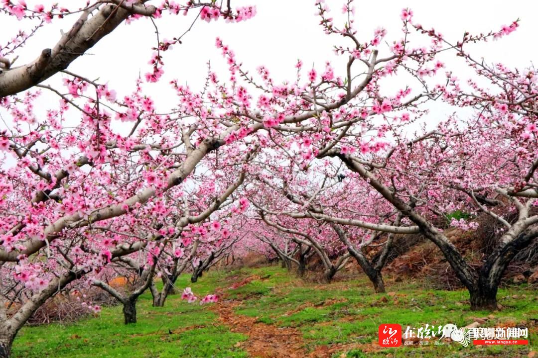 大冯家楼子村:千亩桃花次第开 乡村振兴显芳容