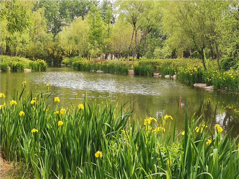 临沂人民公园水边黄蝴蝶湖边金丝带