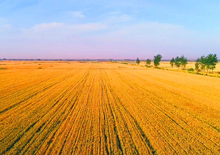 麦过小满日夜黄