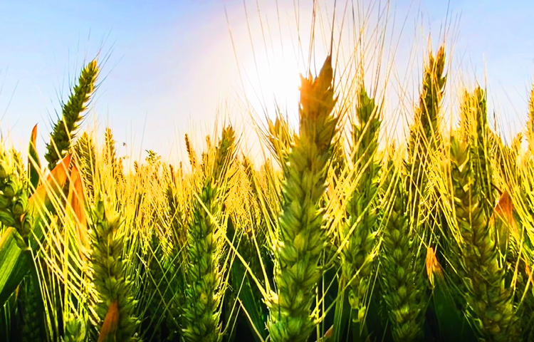 麦过小满日夜黄