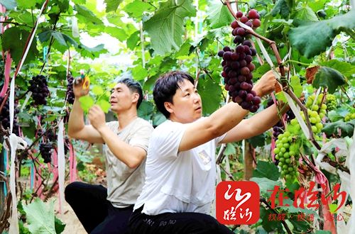 郯城县胜利镇夫妻俩返乡创业种植葡萄尝甜头